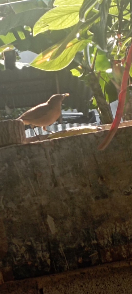 Clay-colored Thrush - ML643420607