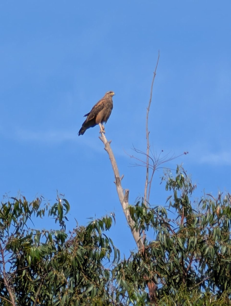 Savanna Hawk - ML643420608