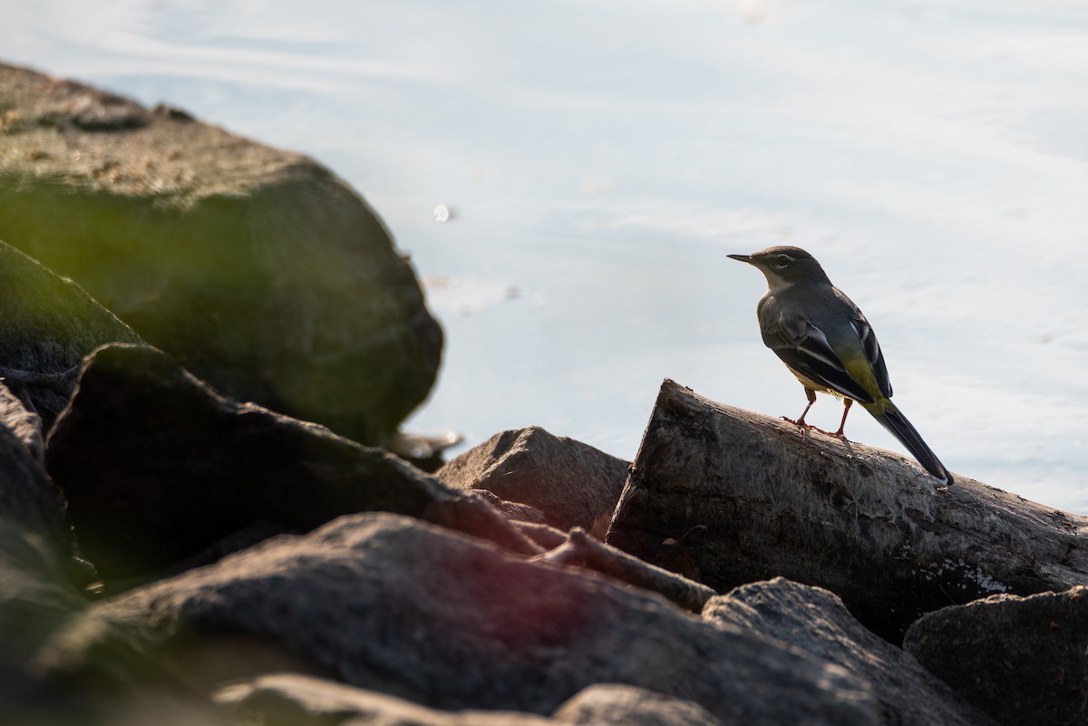 Gray Wagtail - ML643420641