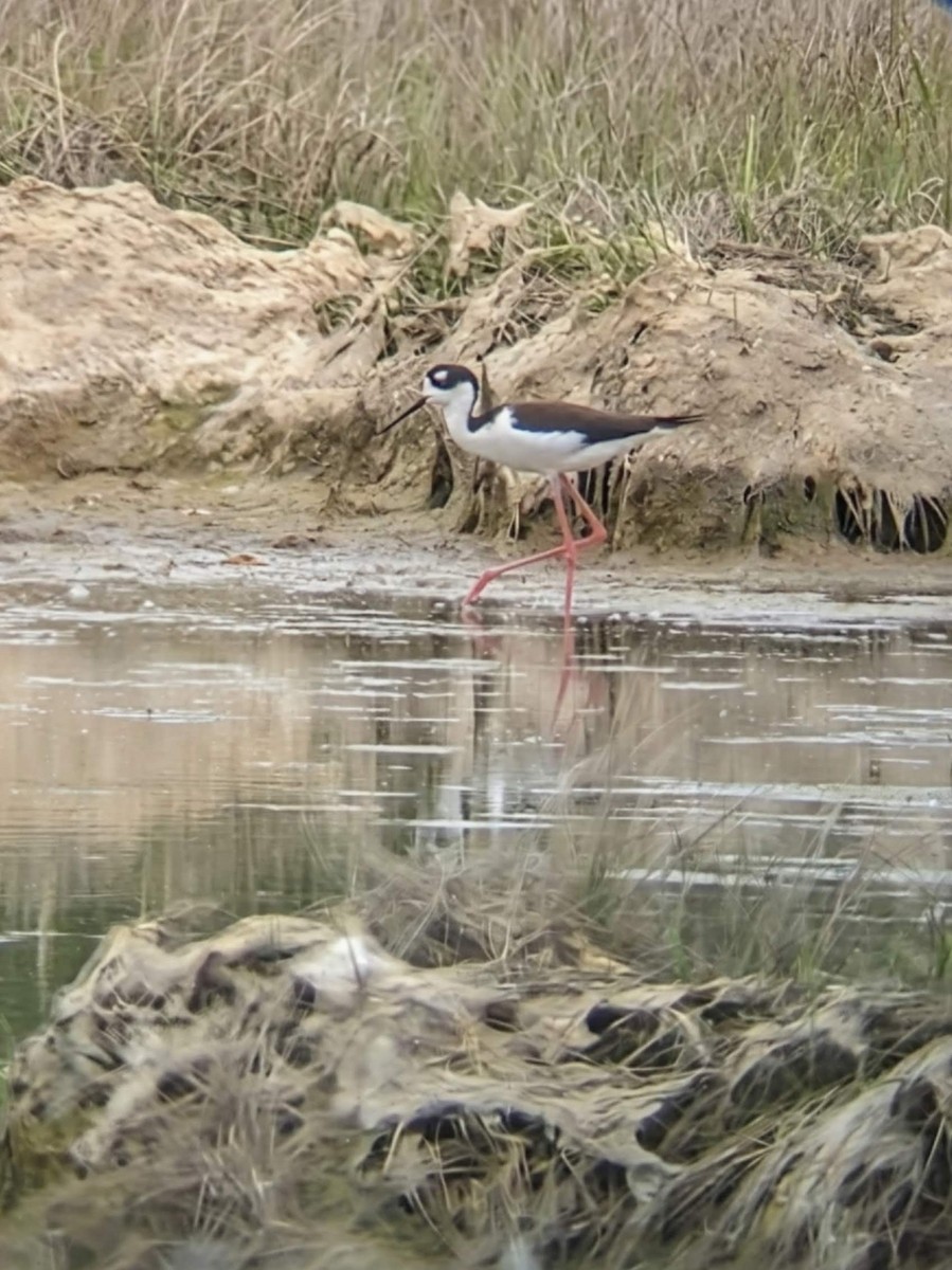 svartkronestylteløper - ML643420648