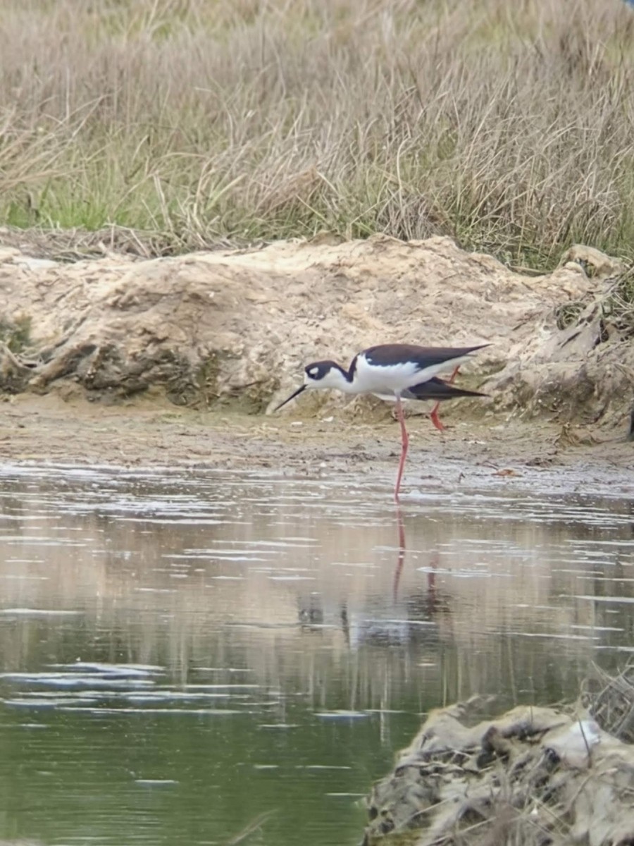 svartkronestylteløper - ML643420649