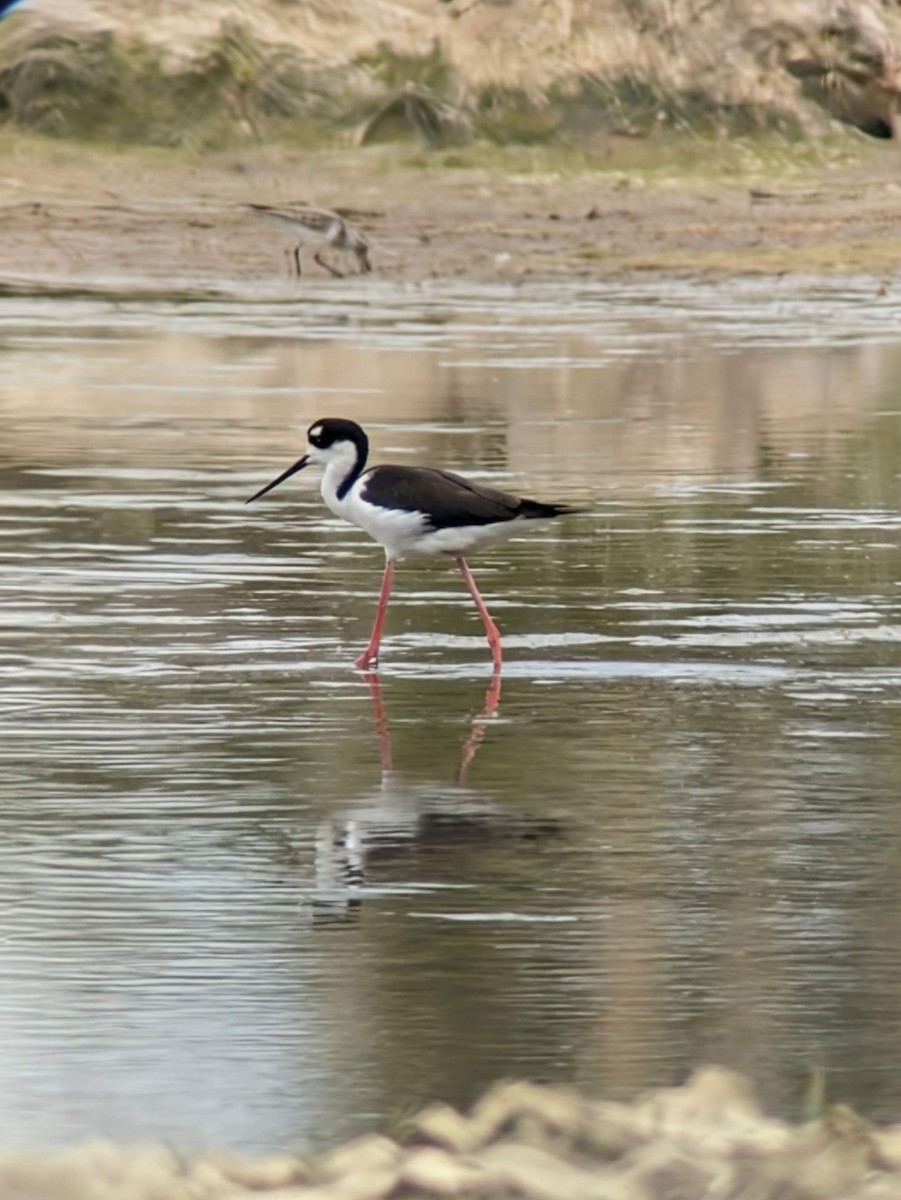 svartkronestylteløper - ML643420650