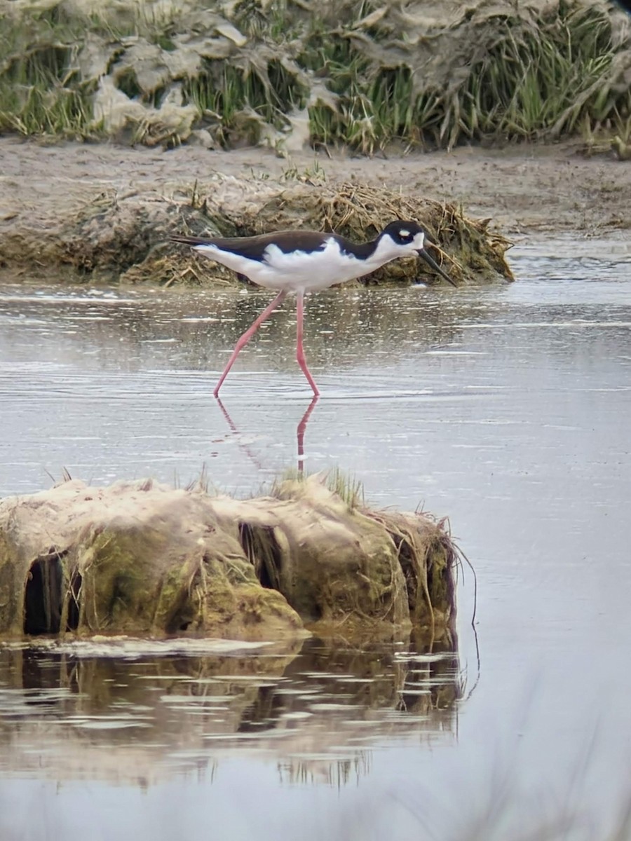 svartkronestylteløper - ML643420652