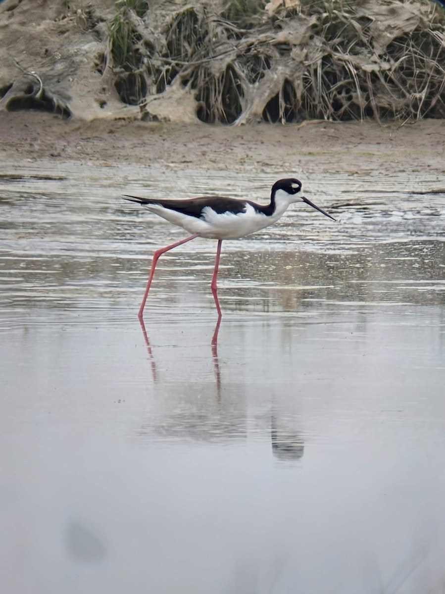 svartkronestylteløper - ML643420653