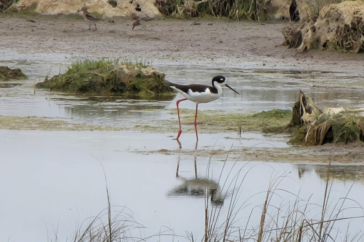 svartkronestylteløper - ML643420654