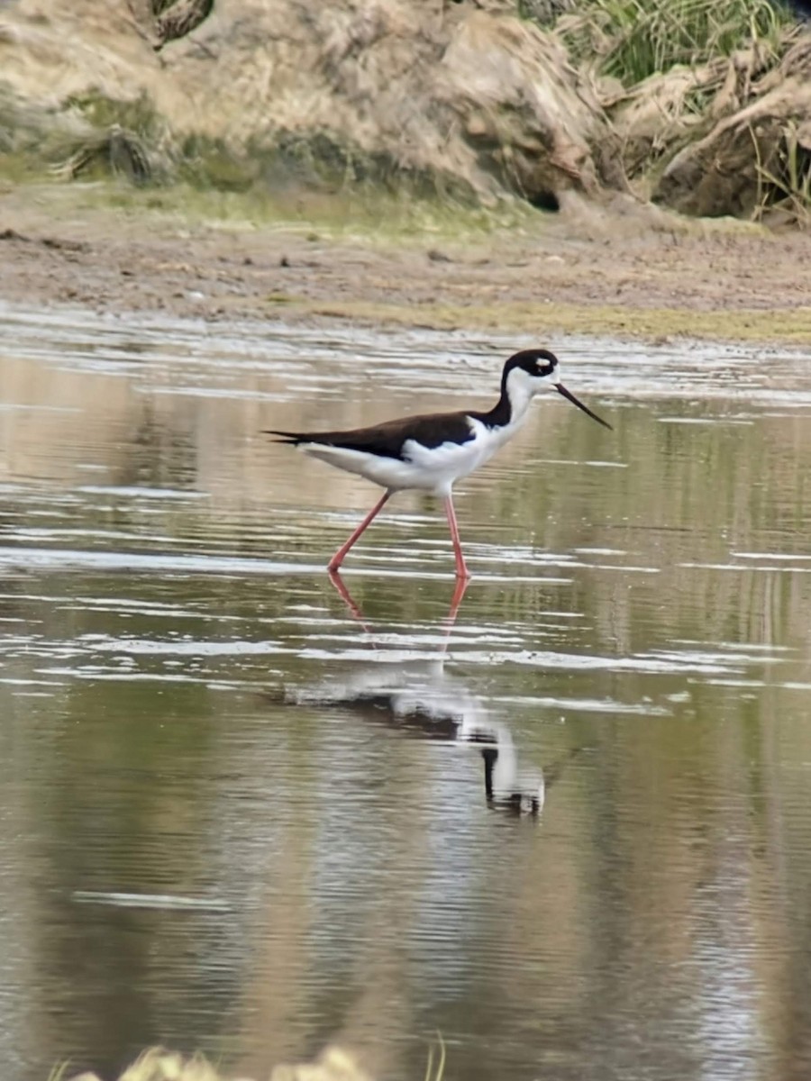 svartkronestylteløper - ML643420655