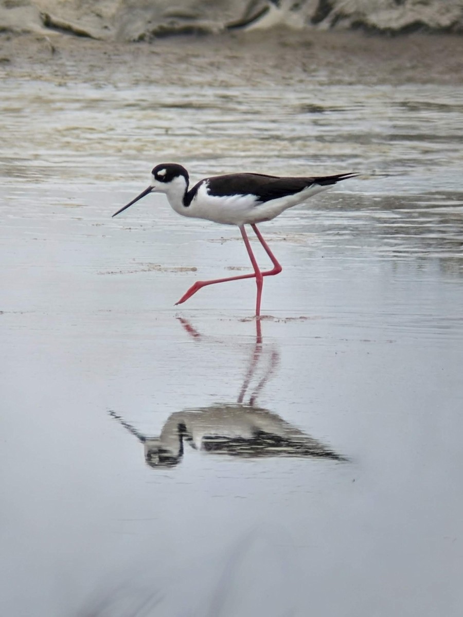 svartkronestylteløper - ML643420656