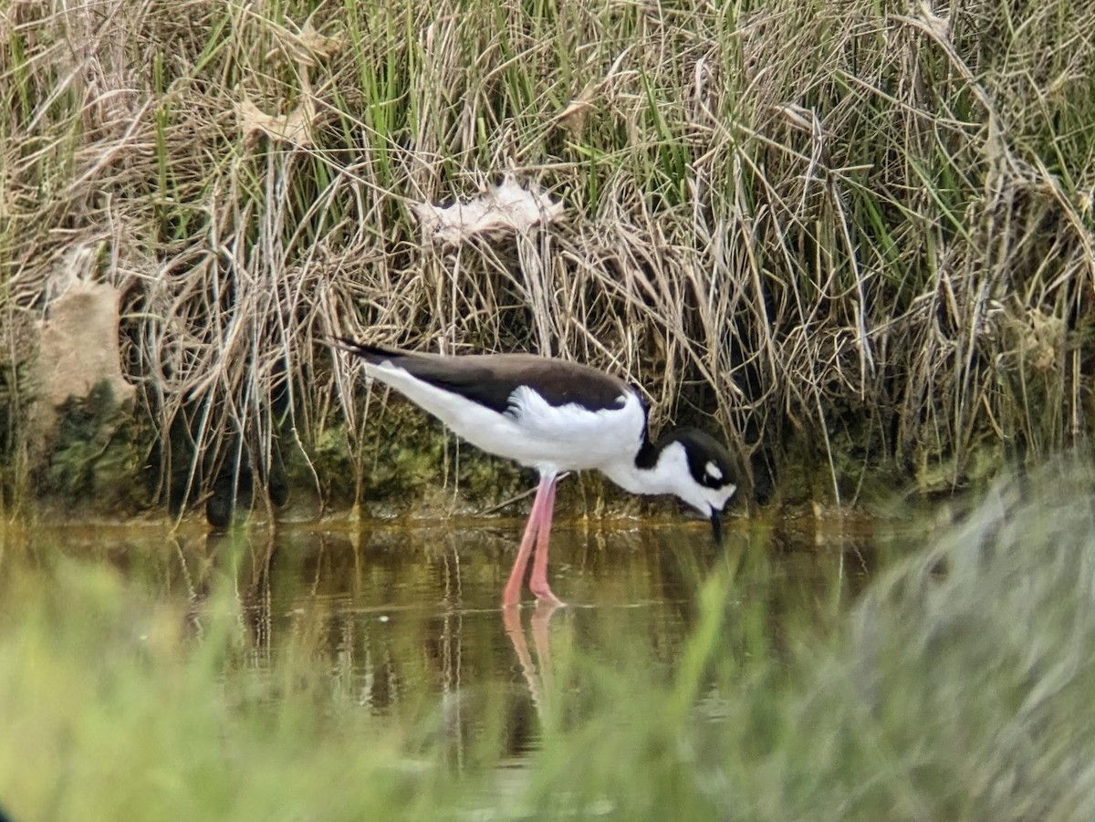 svartkronestylteløper - ML643420678