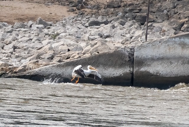 American White Pelican - ML643420740