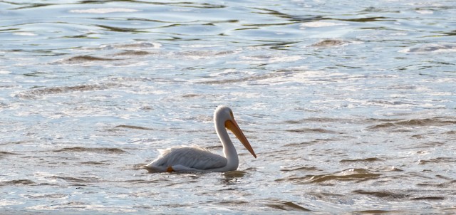 American White Pelican - ML643420741