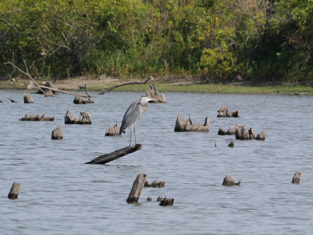 Great Blue Heron - ML643420746