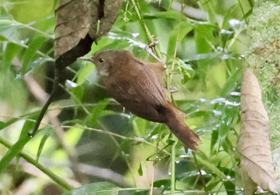 Sharpe's Wren - ML643420756
