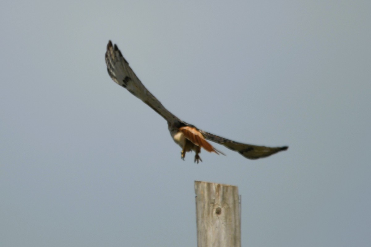 Red-tailed Hawk (borealis) - ML643420757