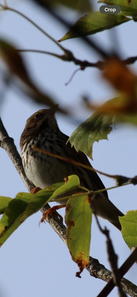 Savannah Sparrow - ML643420780