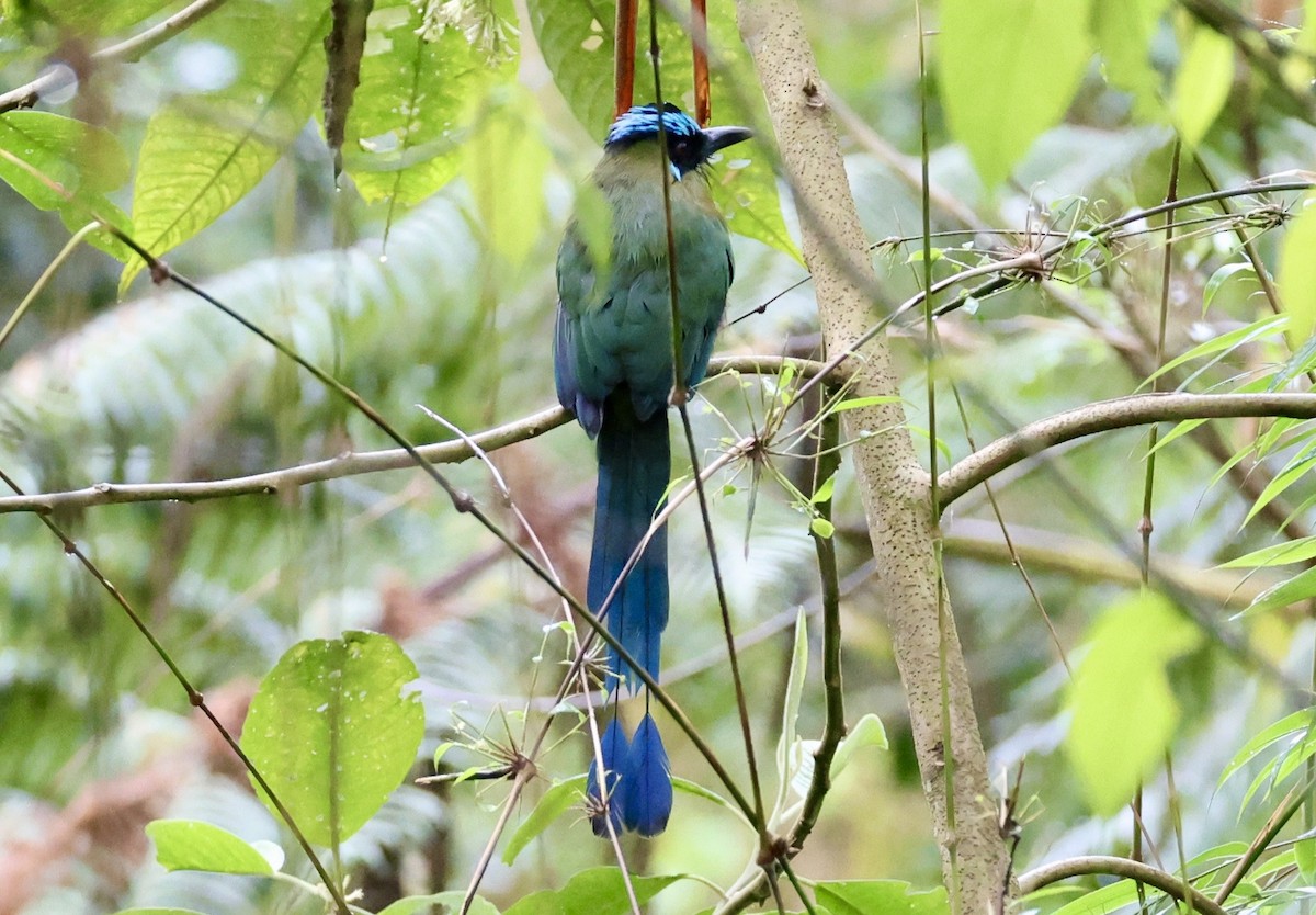 Andean Motmot - ML643420781