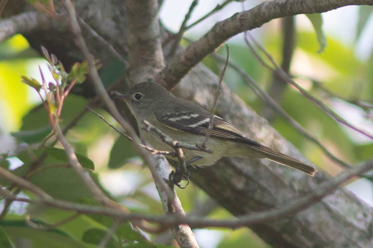 Olivaceous Elaenia - ML643420787