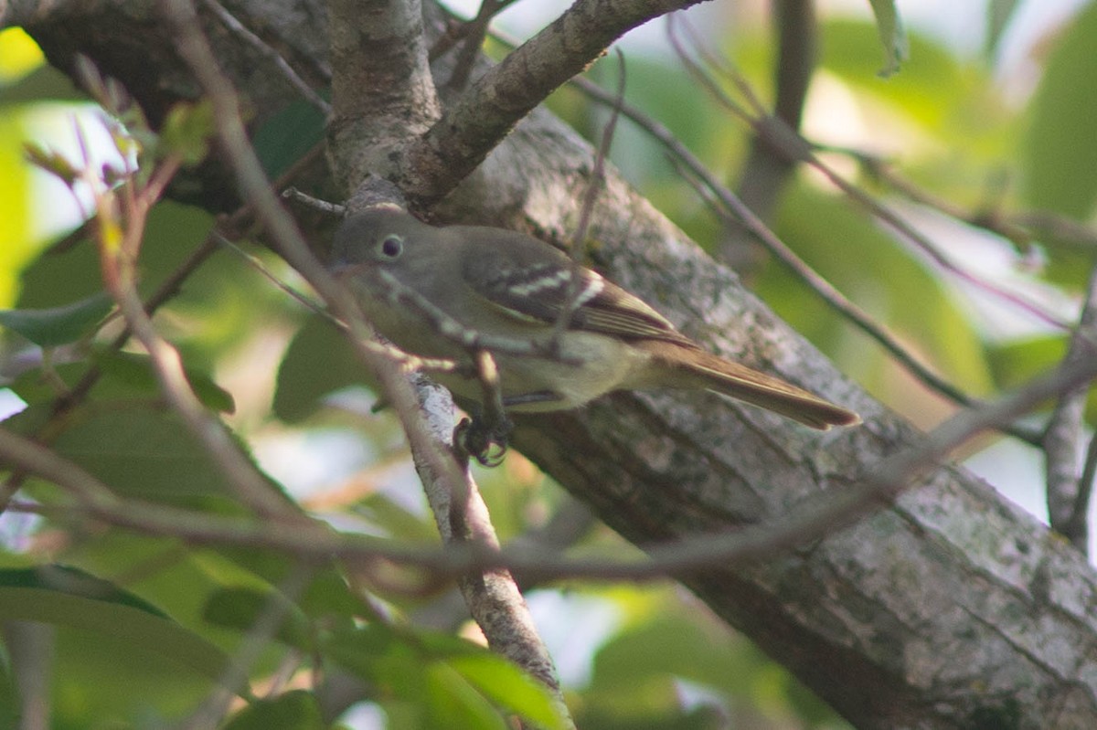 Olivaceous Elaenia - ML643420788