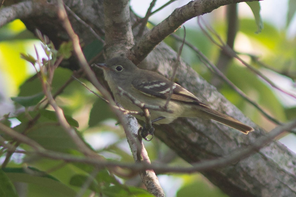 Olivaceous Elaenia - ML643420789