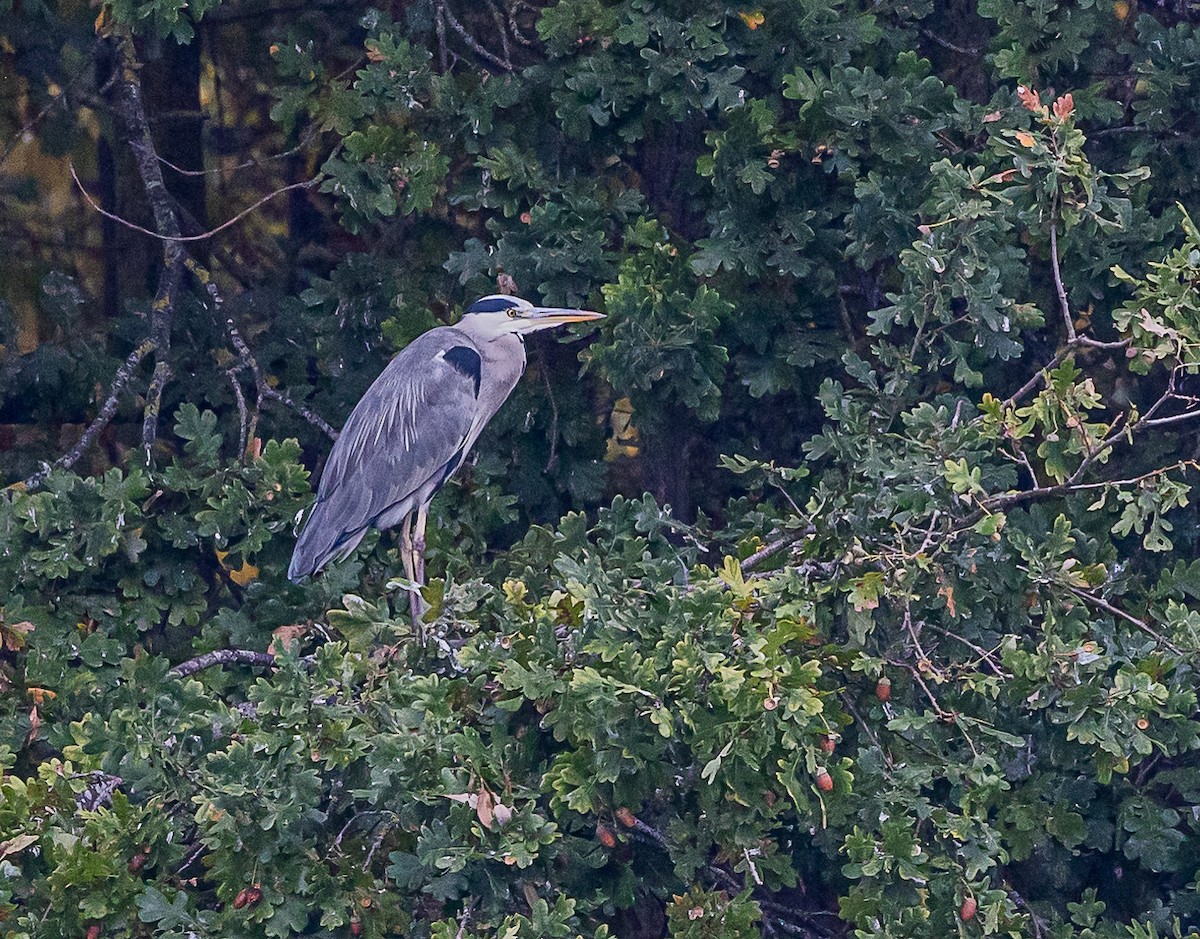 Gray Heron - ML643420807