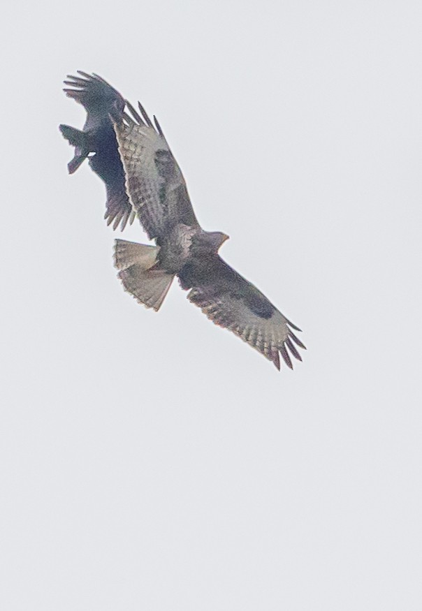 Common Buzzard - ML643420811