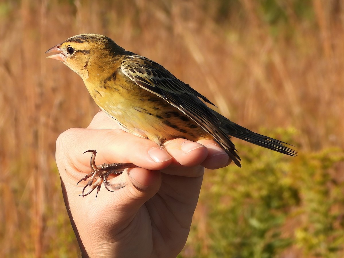 Bobolink - ML643420812