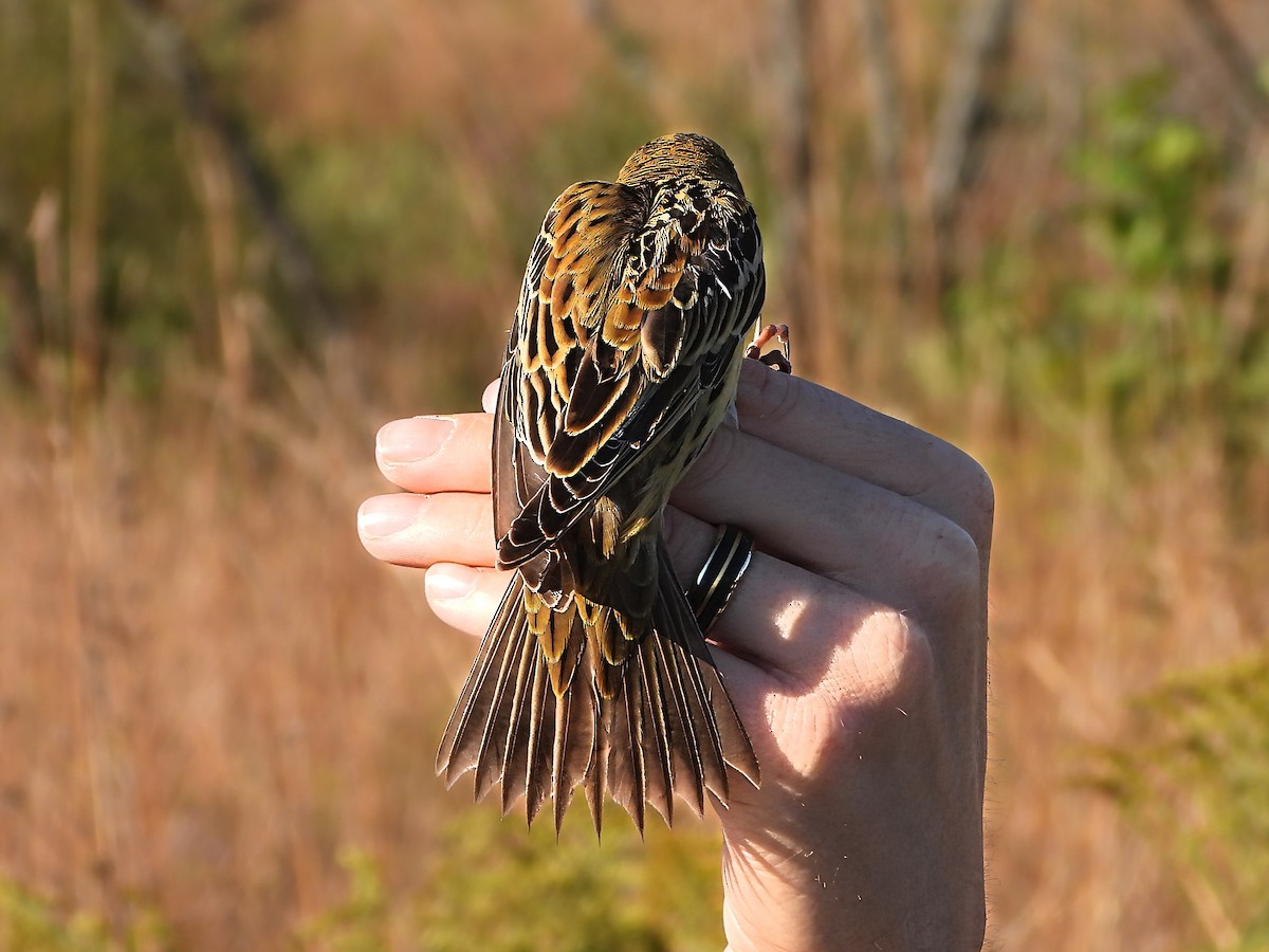 Bobolink - ML643420813