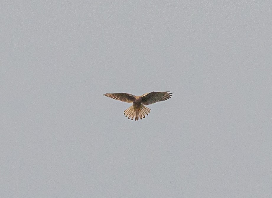 Eurasian Kestrel - ML643420817