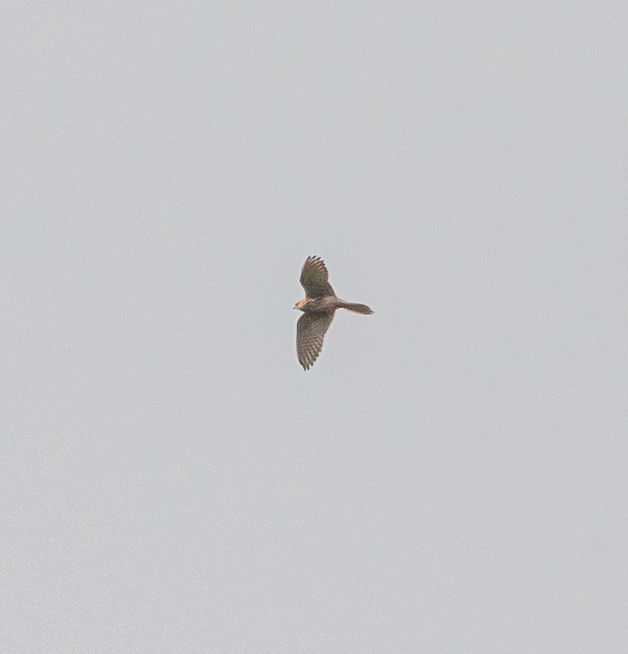 Eurasian Kestrel - ML643420818
