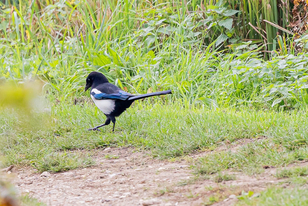 Eurasian Magpie - ML643420821