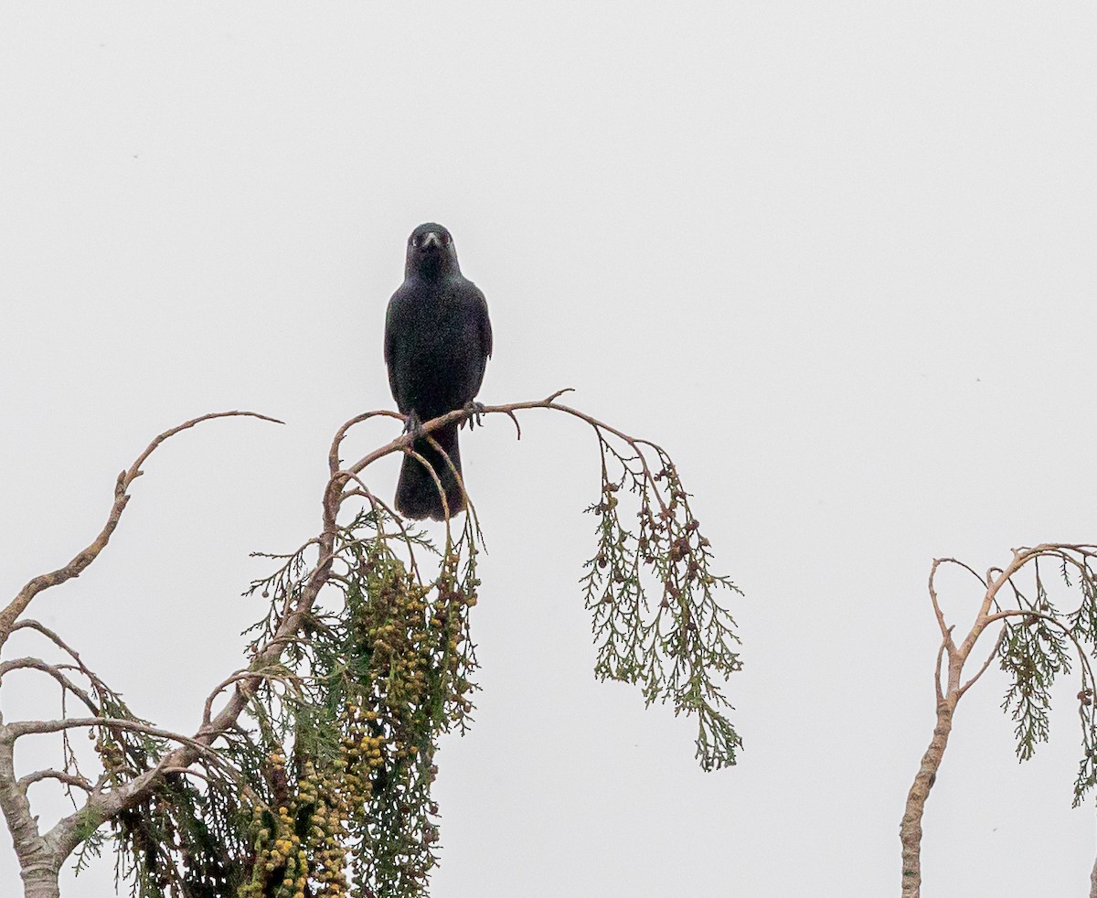 Carrion Crow - ML643420828