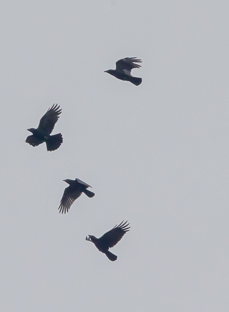 Carrion Crow - ML643420829