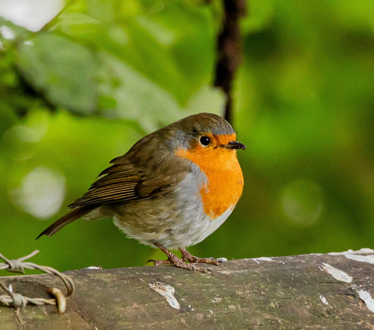 European Robin - ML643420833