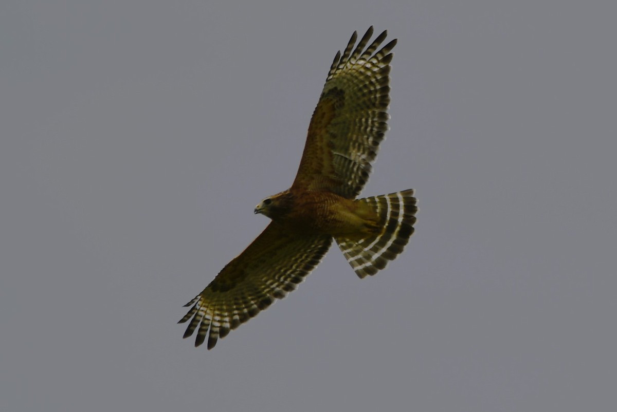 Red-shouldered Hawk - ML643420835