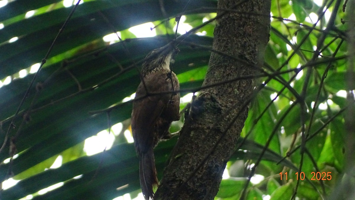 White-throated Woodcreeper - ML643420836