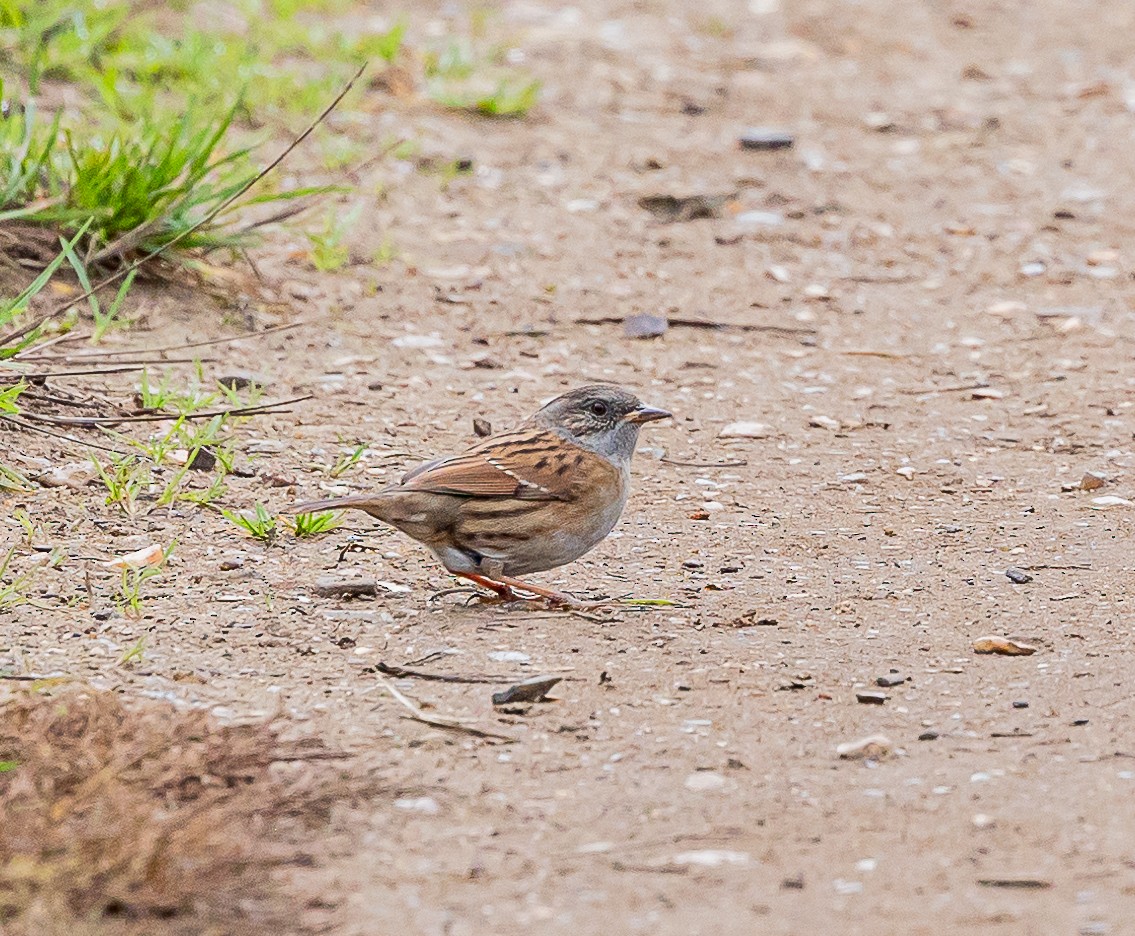 Dunnock - ML643420837