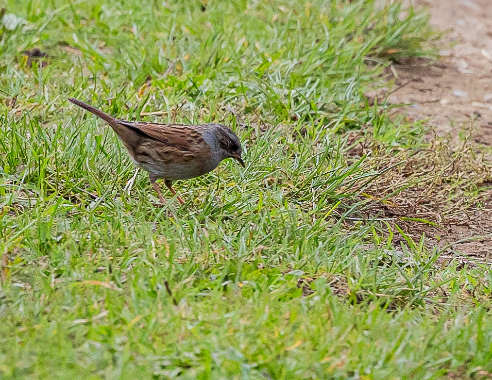 Dunnock - ML643420838