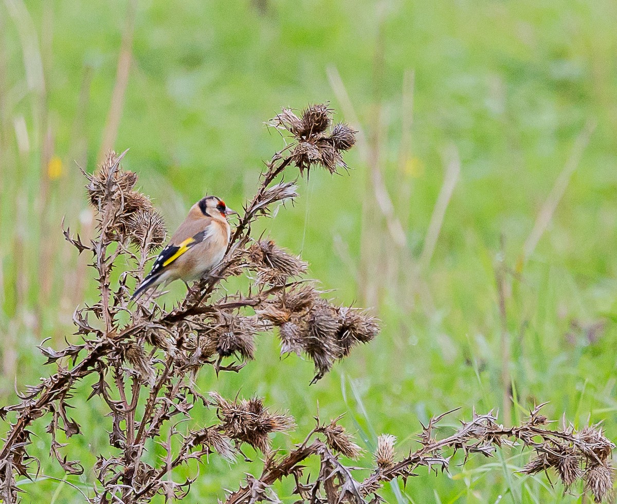 European Goldfinch - ML643420850