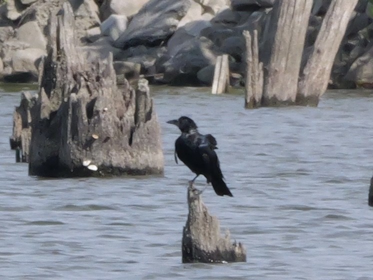 Fish Crow - ML643420859
