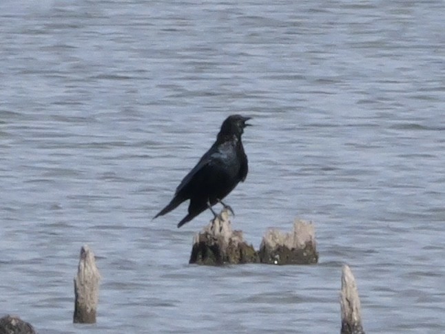 Fish Crow - ML643420860