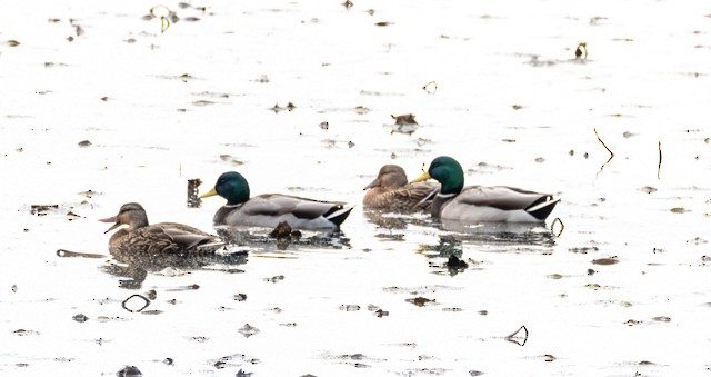 Mallard - ML643420876