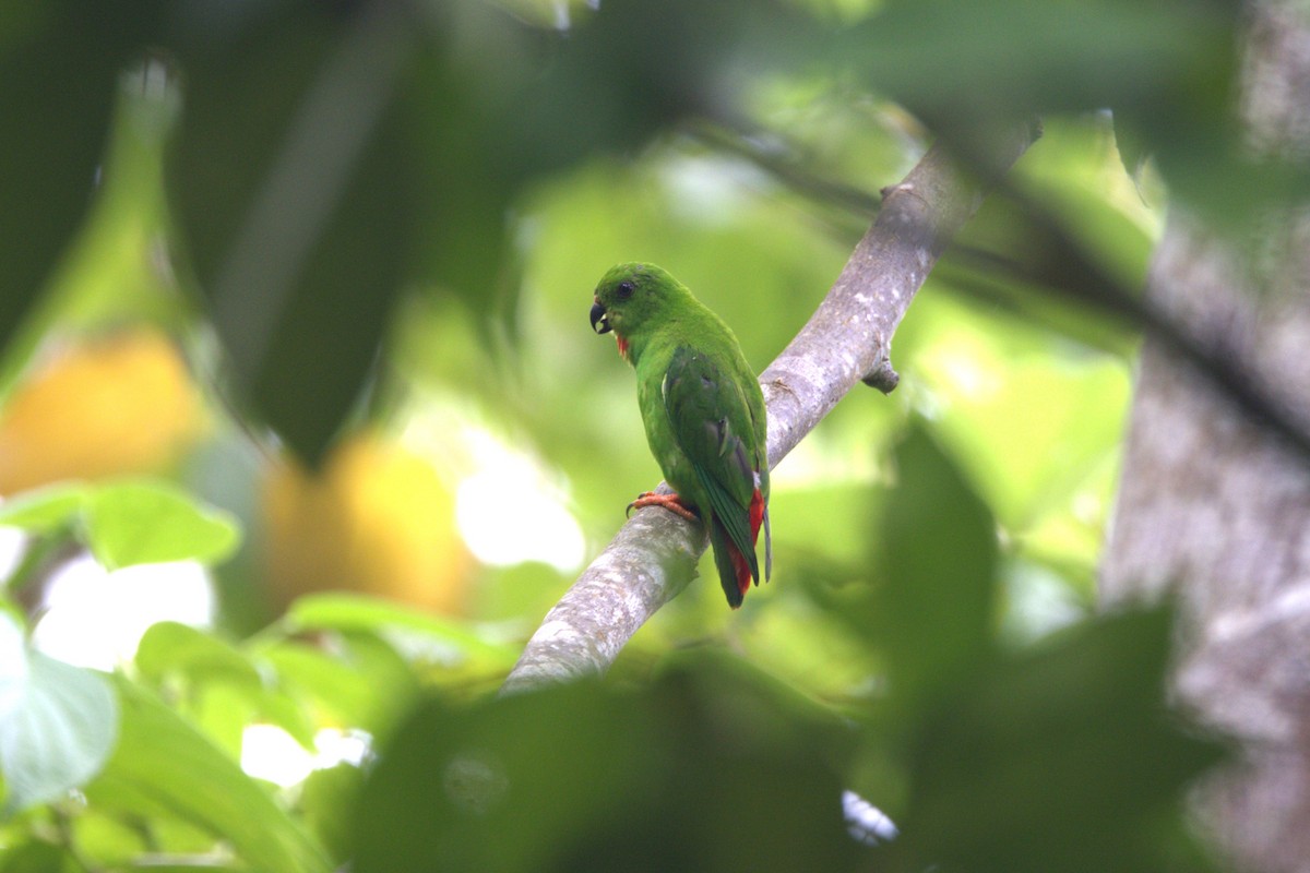 Rotsteißpapageichen - ML643420886