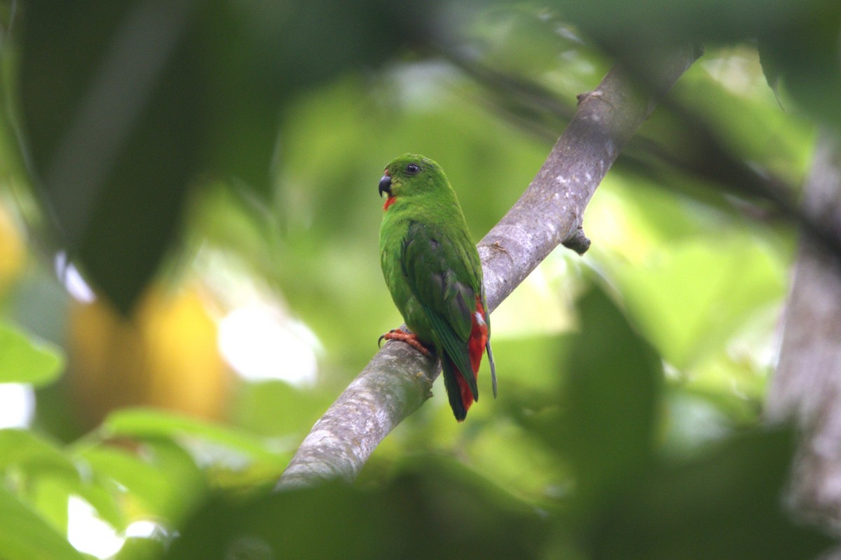 Rotsteißpapageichen - ML643420887