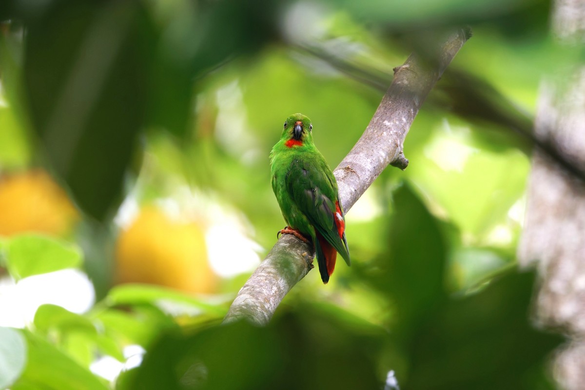 Rotsteißpapageichen - ML643420888