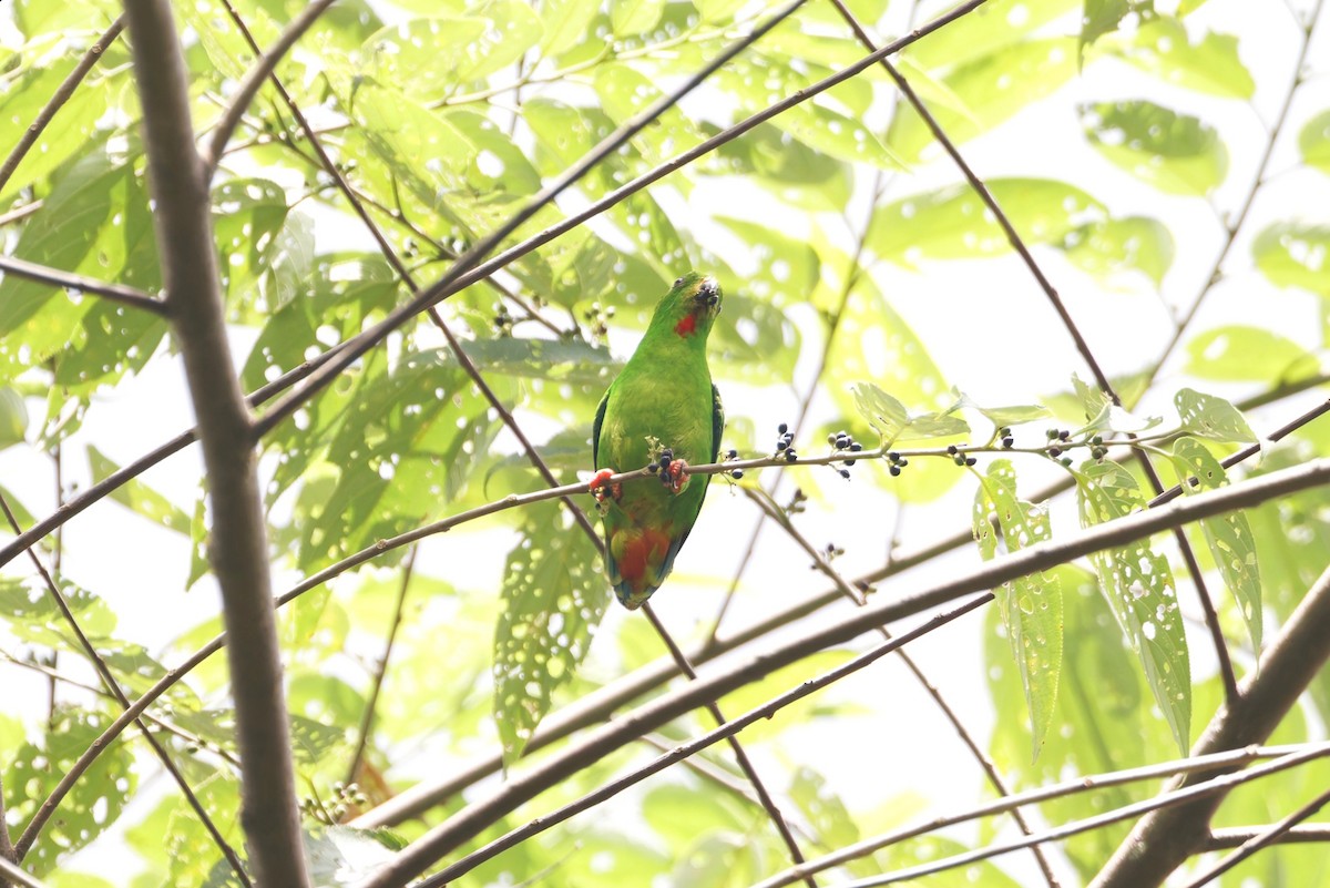 Rotsteißpapageichen - ML643420889