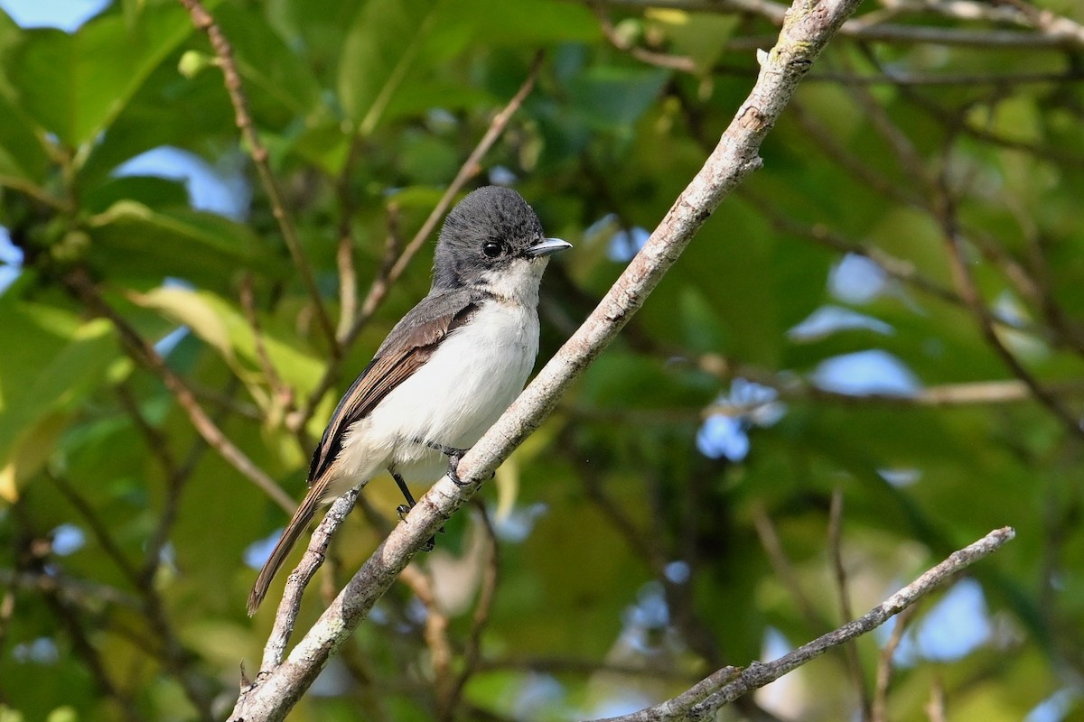 Steel-blue Flycatcher - ML643420902