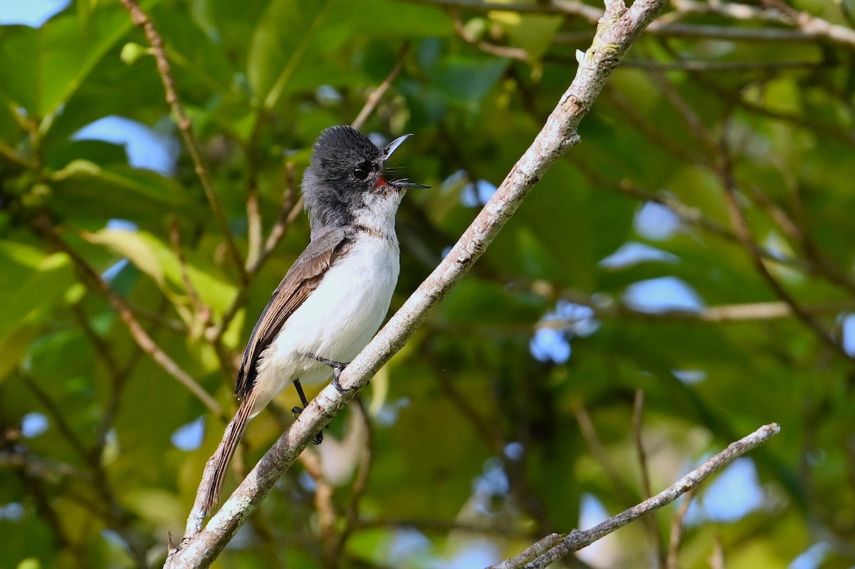 Steel-blue Flycatcher - ML643420903