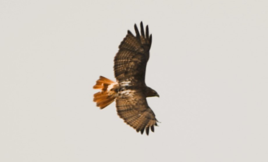 Red-tailed Hawk (borealis) - ML643420907