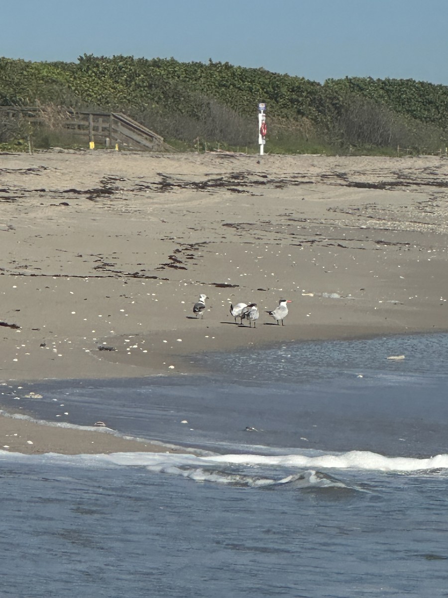 Black-legged Kittiwake - ML643420914