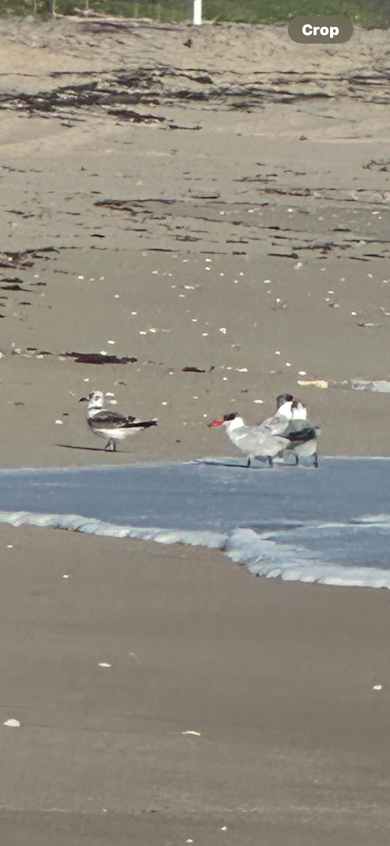 Black-legged Kittiwake - ML643420915