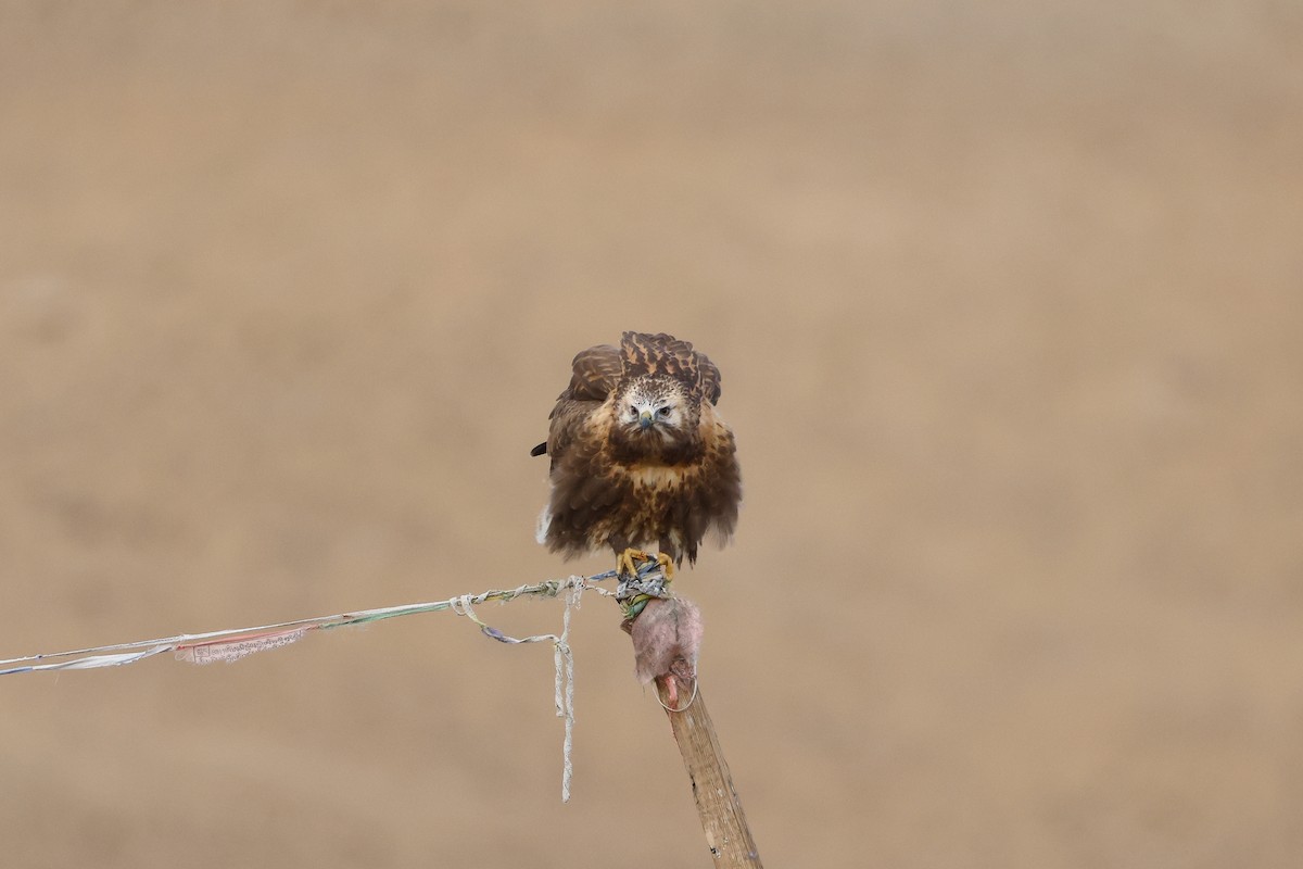 Upland Buzzard - ML643420916